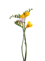 Photo of Beautiful colorful freesia flowers on white background