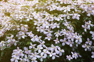 Photo of Beautiful blooming clematis mountain plant outdoors on sunny day