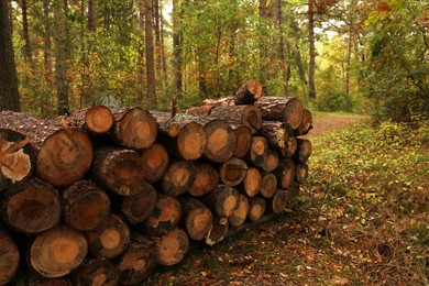 Photo of Pile of different cut firewood in forest