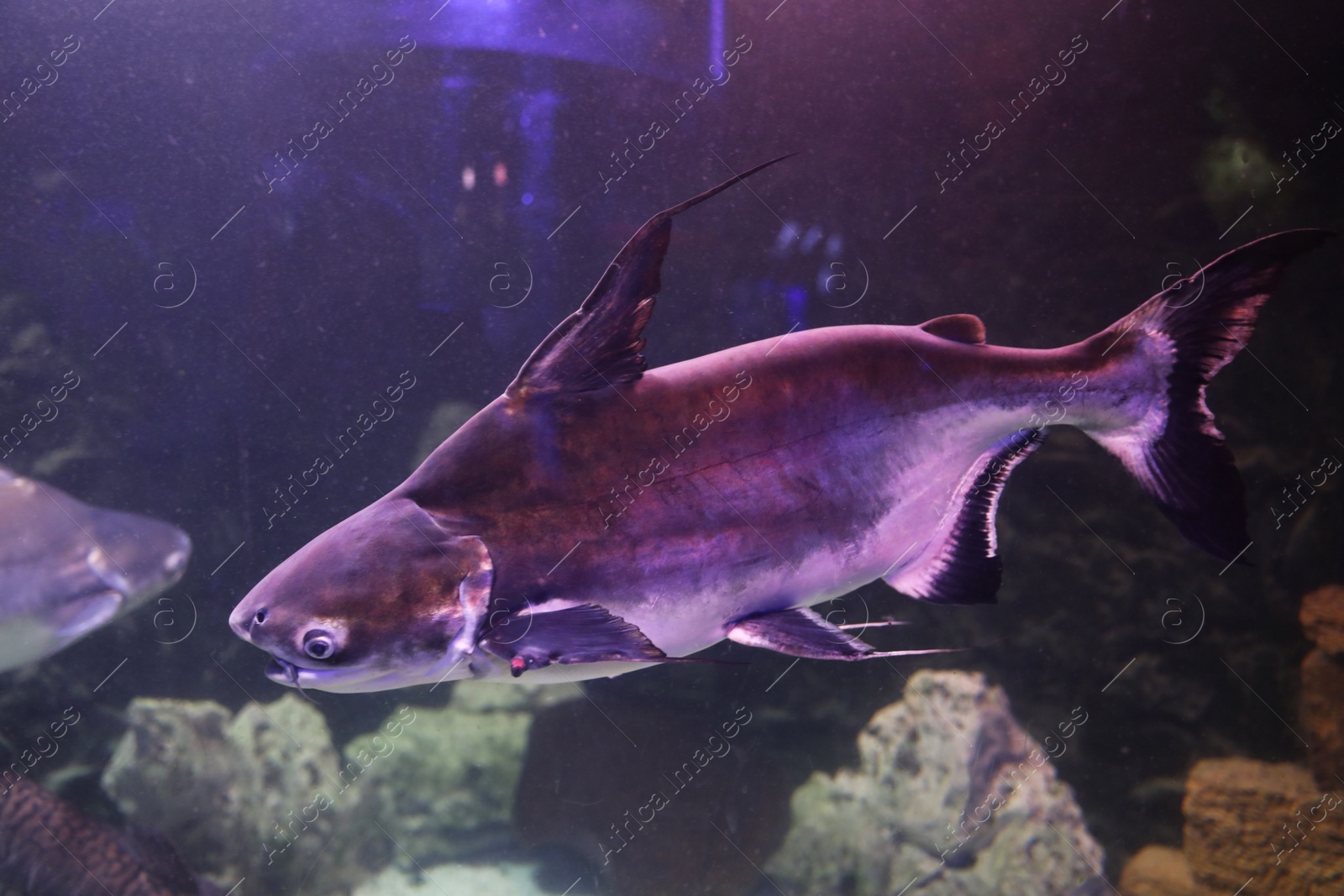 Photo of Gaff topsail catfish swimming in clear aquarium