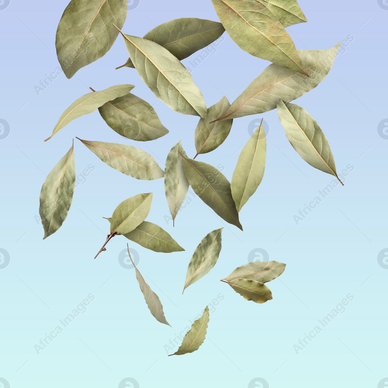 Image of Dry bay leaves falling on light blue gradient background