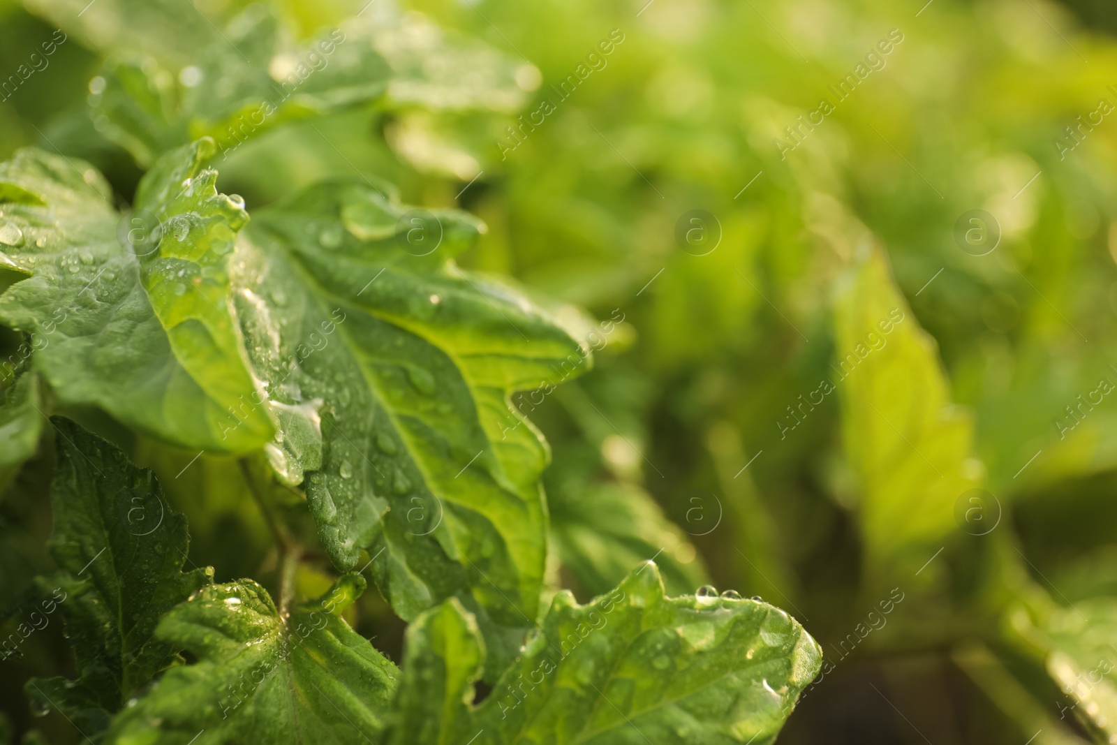 Photo of Closeup view of tomato seedlings with water drops on blurred background