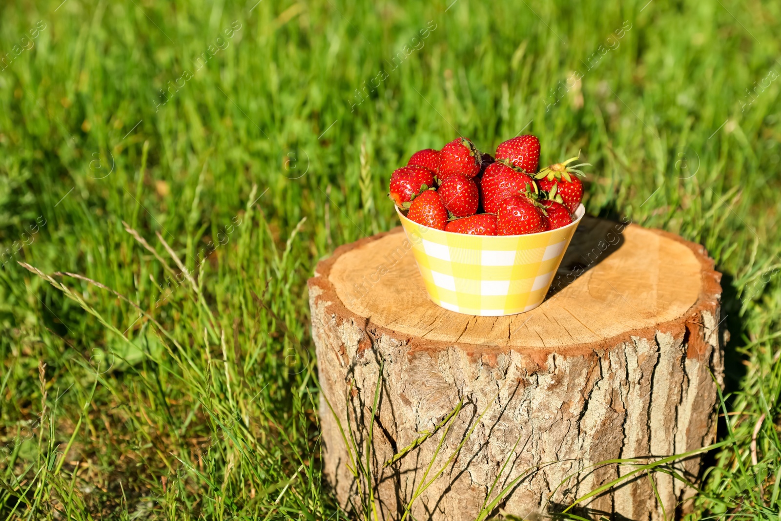 Photo of Bowl of ripe strawberries on tree stump outdoors. Space for text