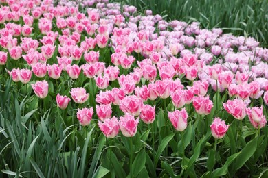 Photo of Many beautiful tulip flowers growing outdoors. Spring season