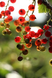 Photo of Closeup view of red currant bush with ripening berries outdoors on sunny day