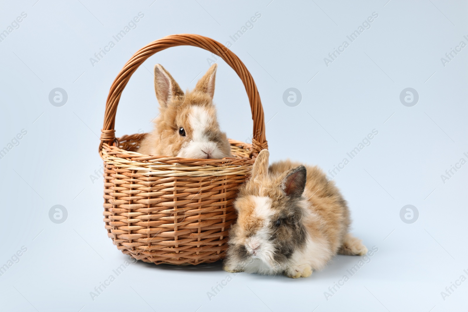 Photo of Cute little rabbits on light background. Adorable pet