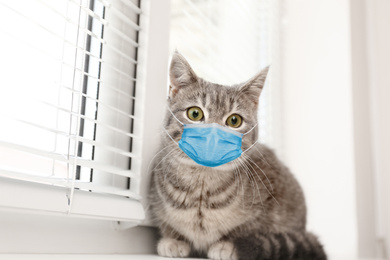 Image of Cute tabby cat in medical mask on window sill indoors. Virus protection for animal