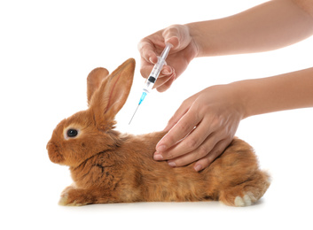 Photo of Professional veterinarian vaccinating bunny on white background, closeup