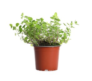 Photo of Aromatic green potted oregano isolated on white