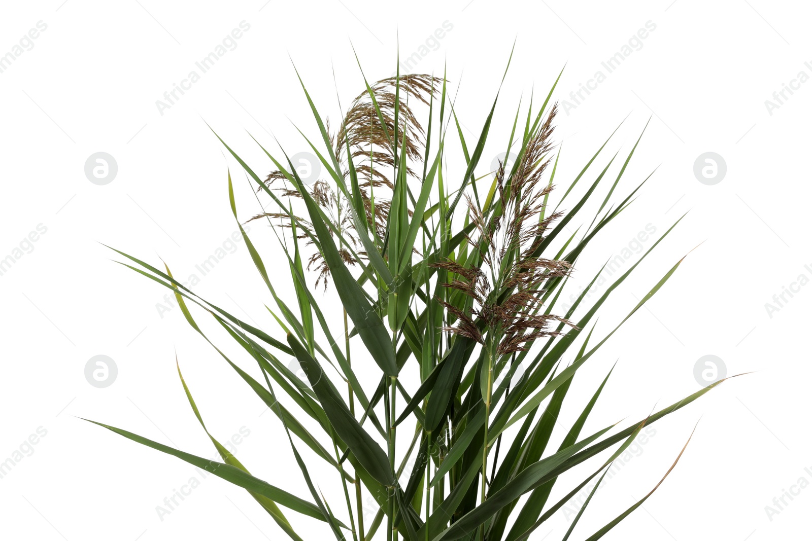 Photo of Beautiful reeds with lush green leaves and seed heads on white background