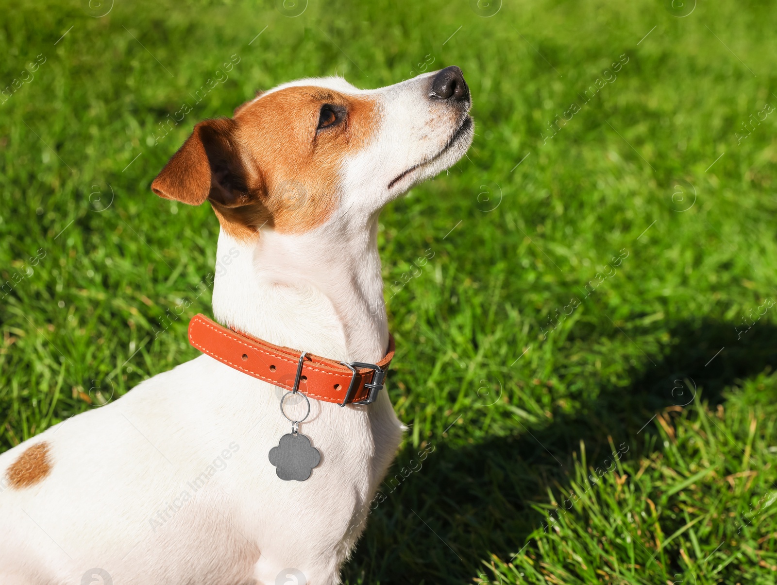 Photo of Beautiful Jack Russell Terrier in dog collar with metal tag on green grass outdoors