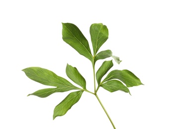 Fresh green peony leaves on white background