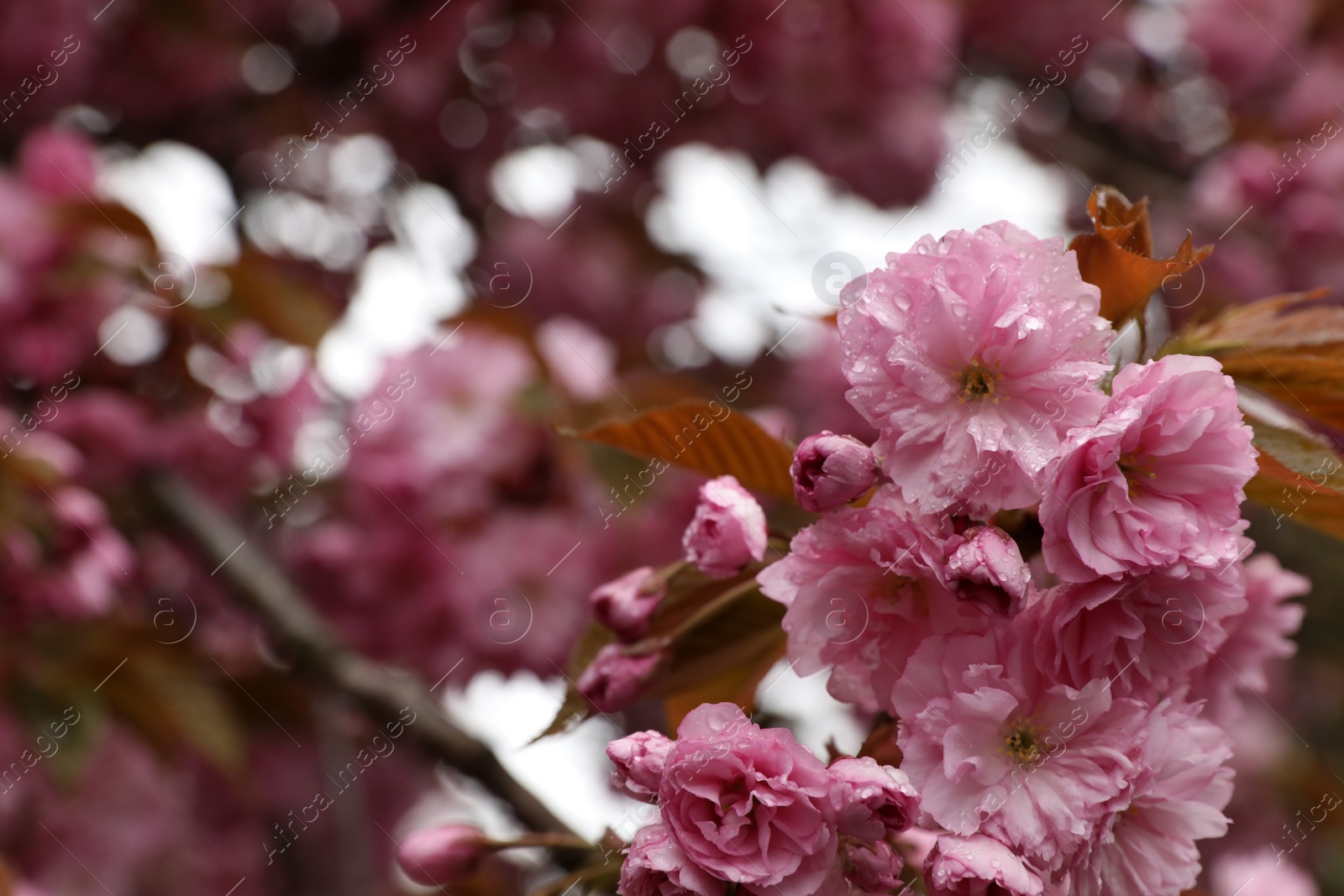 Photo of Beautiful blossoming sakura with water drops outdoors on spring day, space for text