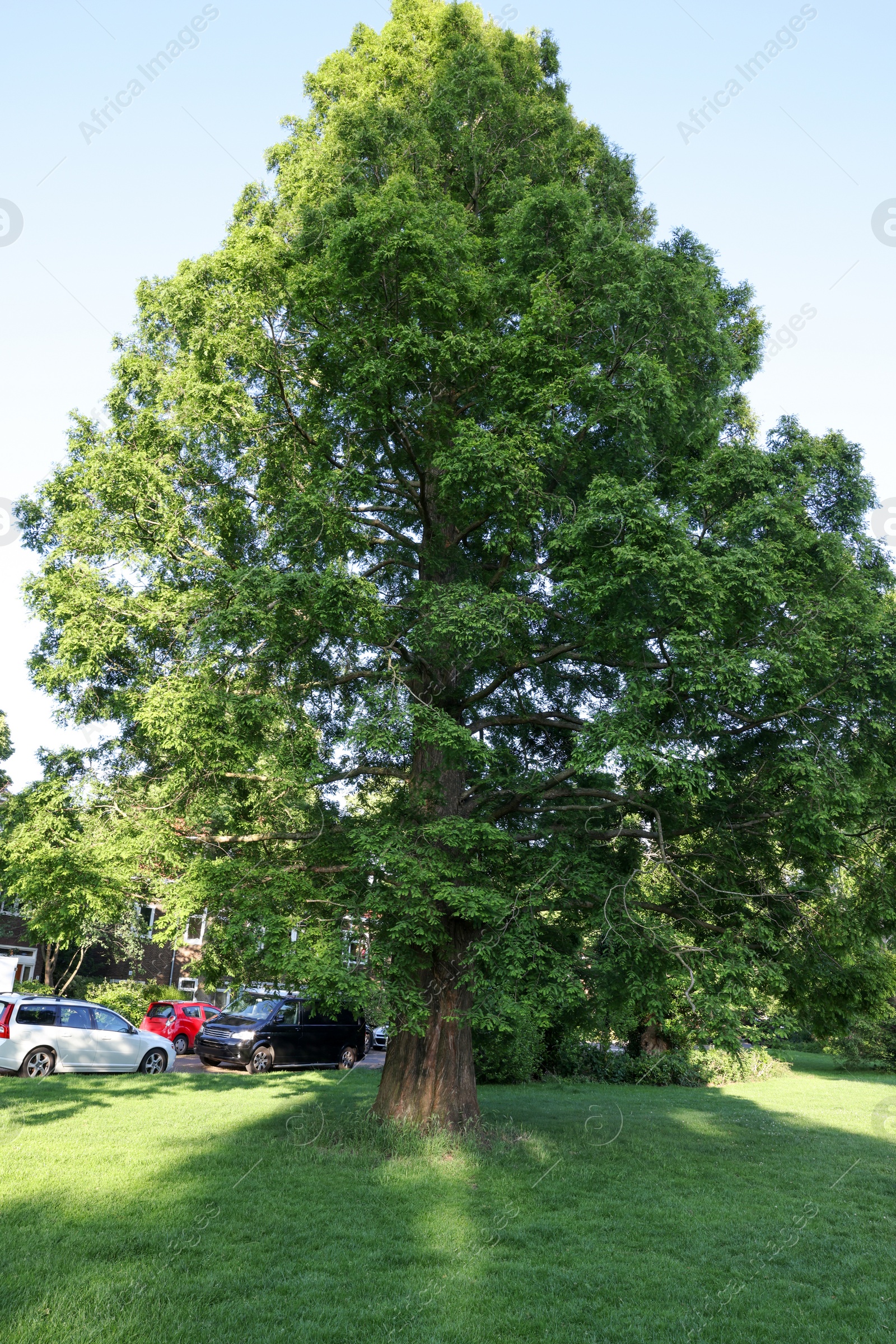 Photo of Beautiful view of green lawn and tree in park on sunny day