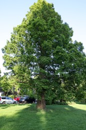 Beautiful view of green lawn and tree in park on sunny day