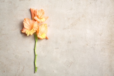 Beautiful gladiolus flowers on light background, top view