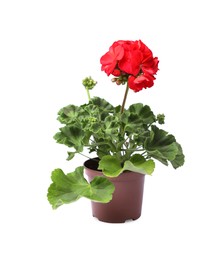 Photo of Beautiful blooming red geranium flower in pot isolated on white
