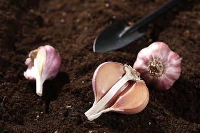 Vegetable gardening. Cloves of garlic and shovel on fertile soil, closeup