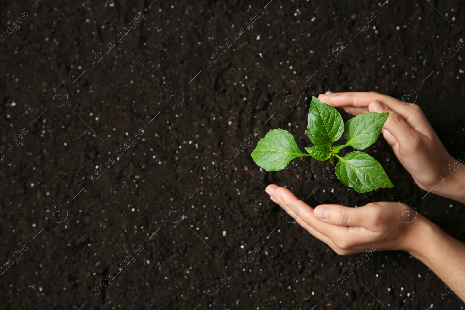 Photo of Woman holding green pepper seedling over soil, top view. Space for text