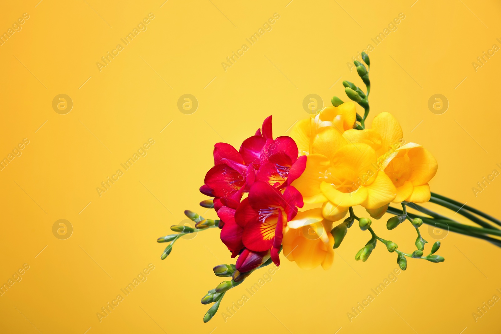 Photo of Bouquet with beautiful freesia flowers on color background