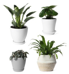 Image of Collage with different potted plants on white background. House decor