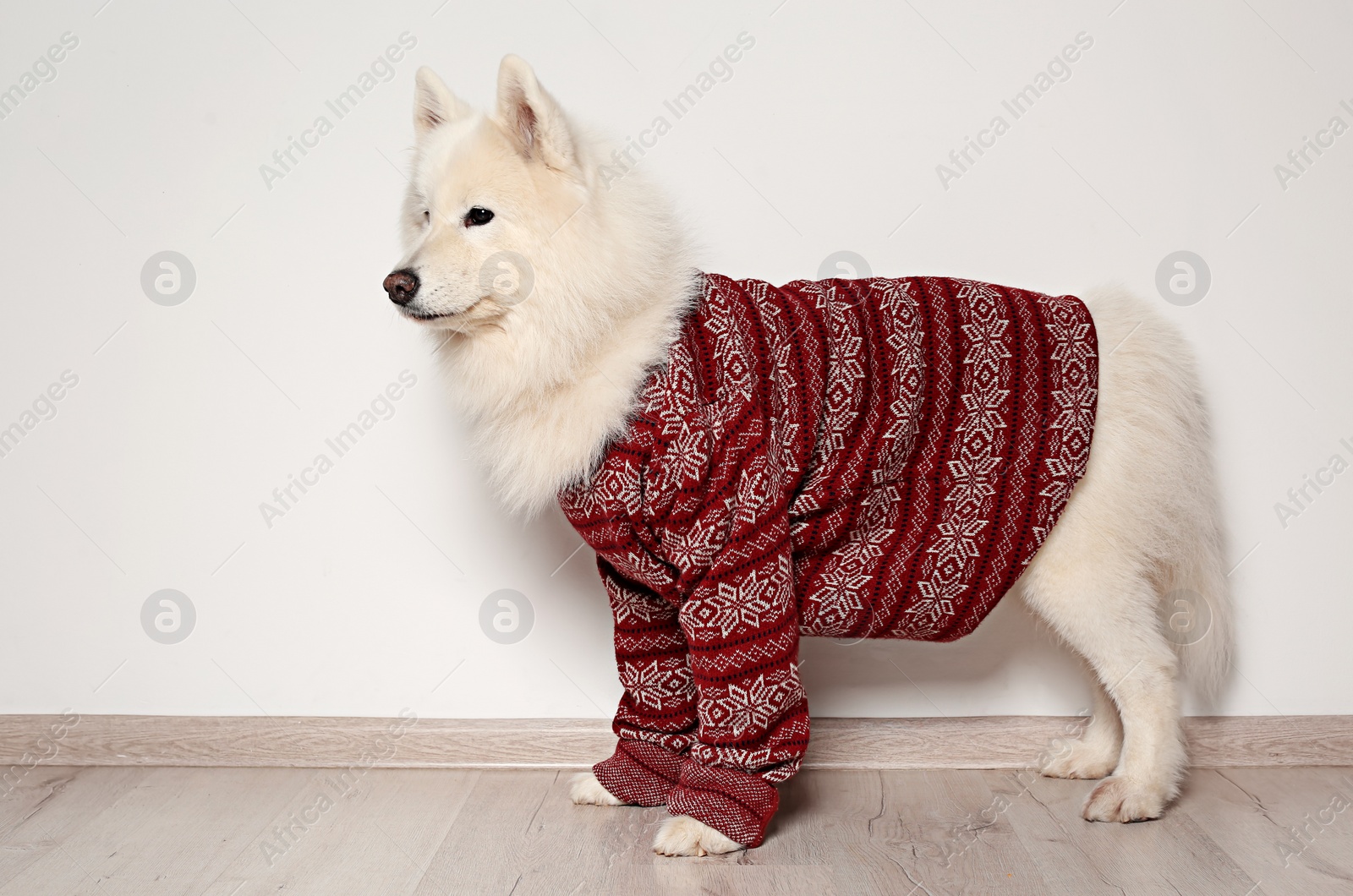 Photo of Cute dog in warm sweater on floor. Christmas celebration