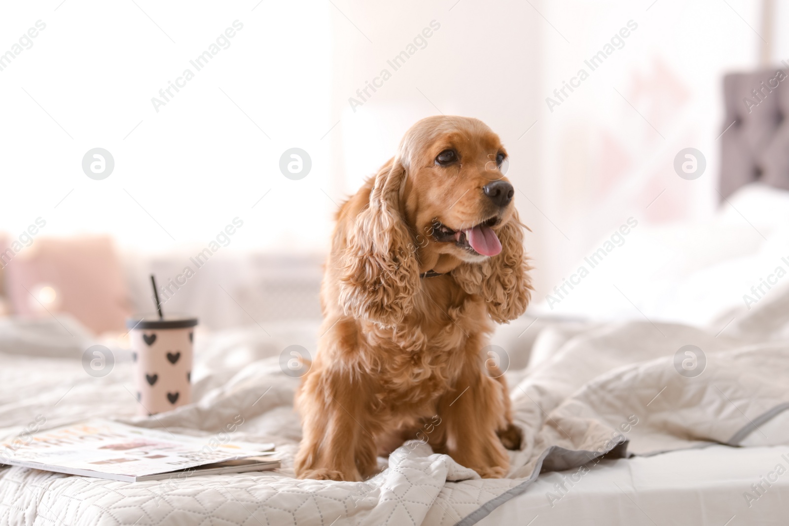 Photo of Cute Cocker Spaniel dog on bed at home. Warm and cozy winter