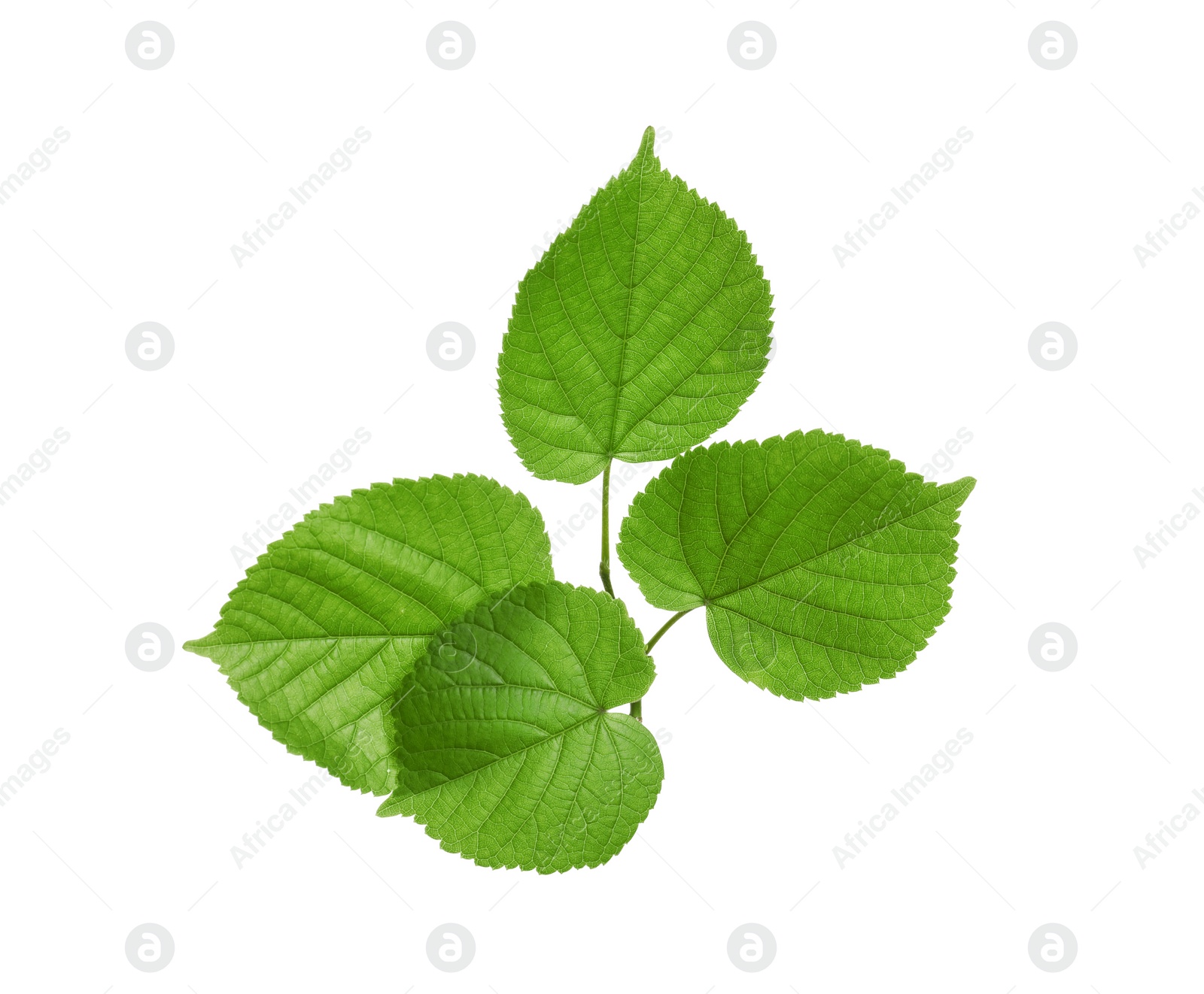 Photo of Branch with green leaves on white background