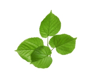 Branch with green leaves on white background