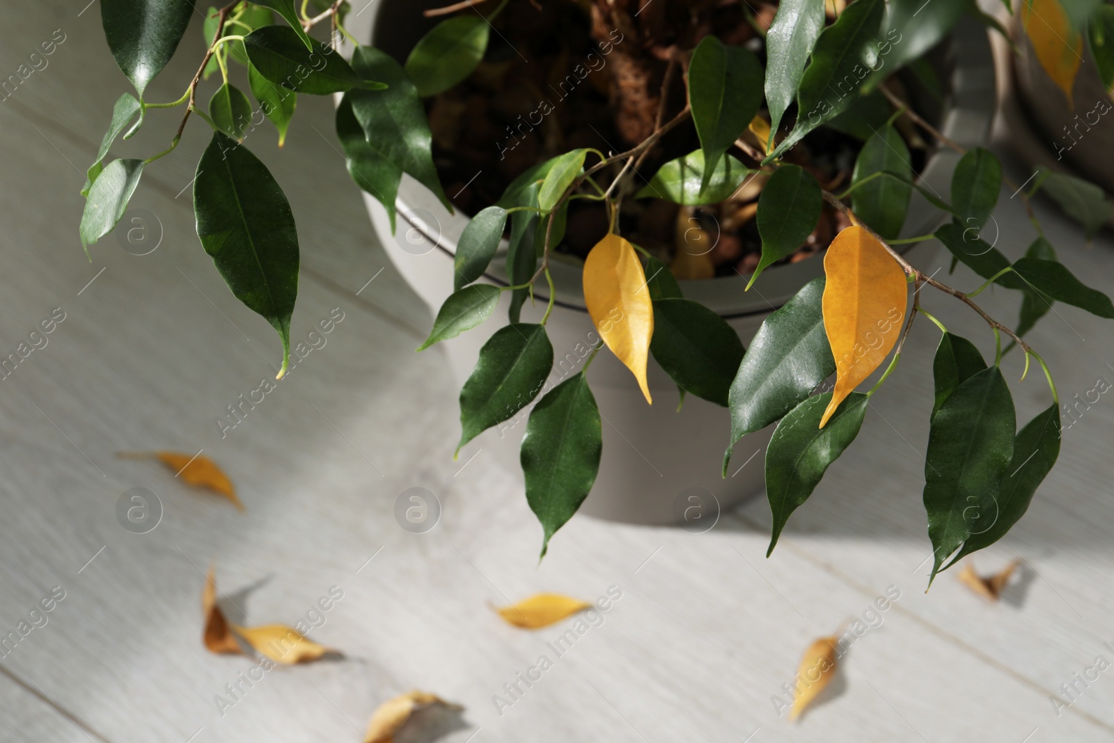 Photo of Houseplant with leaf blight disease indoors, closeup