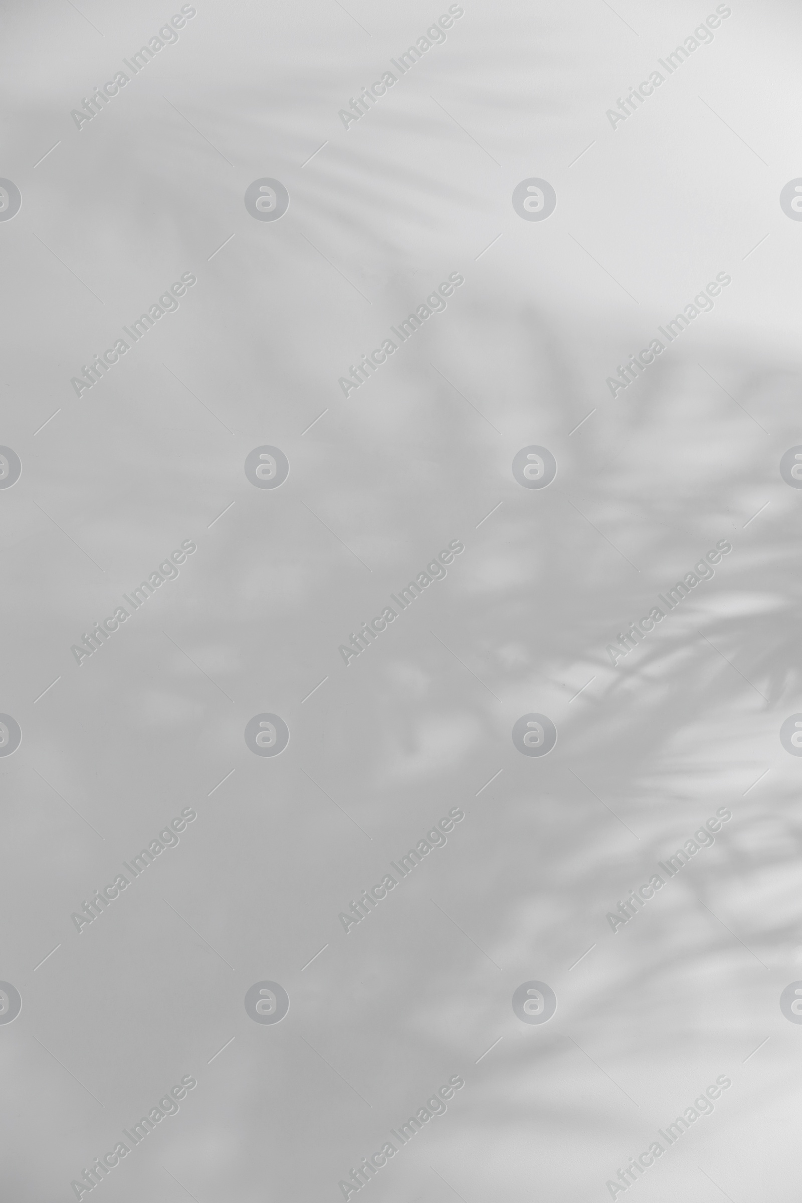 Photo of Shadow of plant falling on white wall, space for text