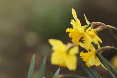 Photo of Beautiful blooming daffodils outdoors on spring day, closeup