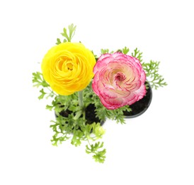 Photo of Beautiful ranunculus flowers in pots on white background, top view
