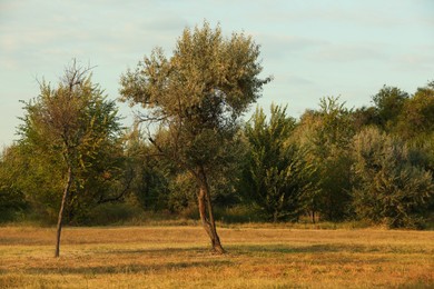 Photo of Picturesque view of beautiful park on sunny day