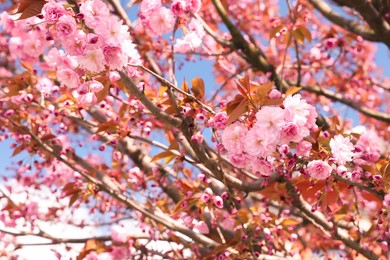 Beautiful blooming sakura outdoors on sunny spring day