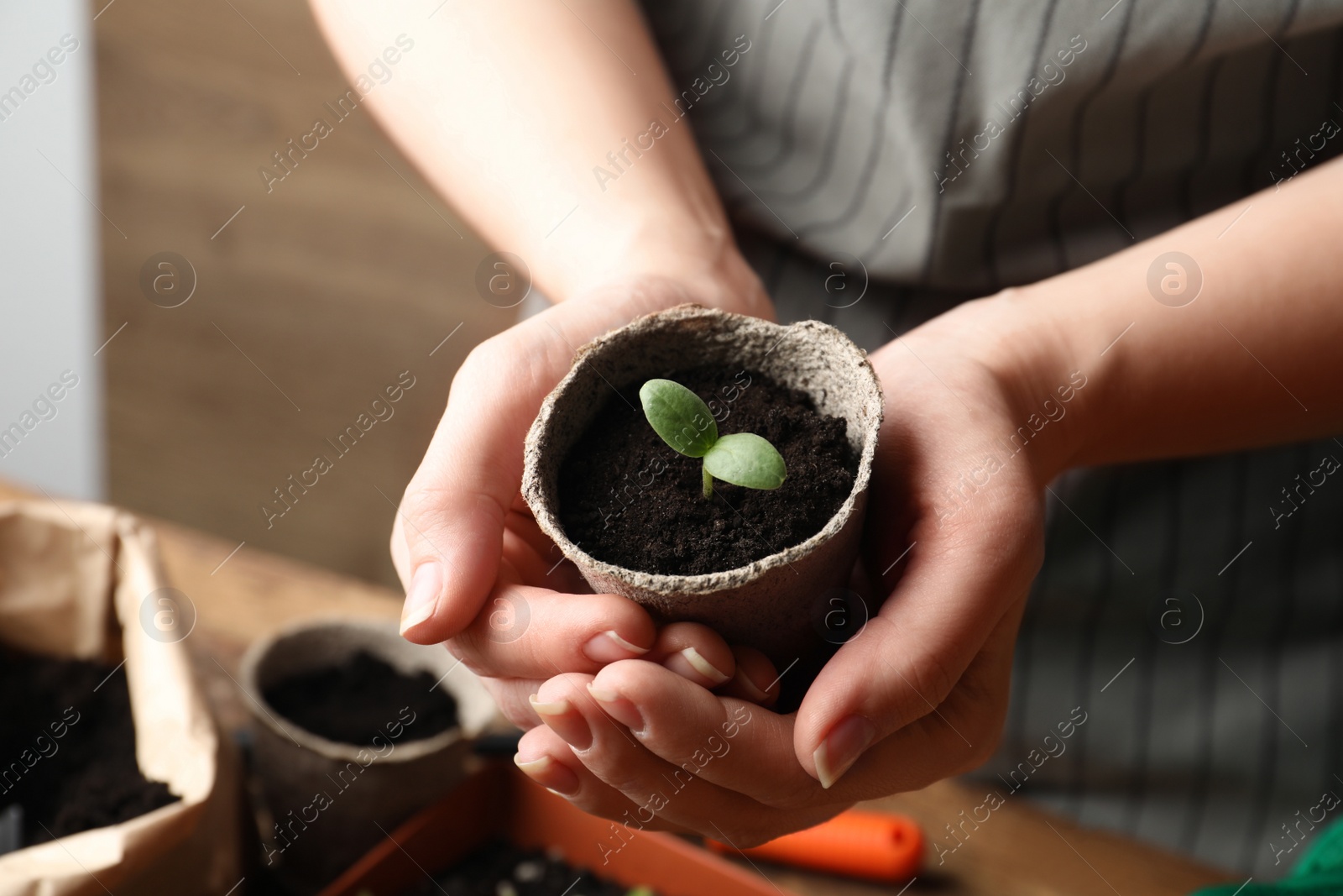 Photo of Woman holding pot with seedling indoors, closeup