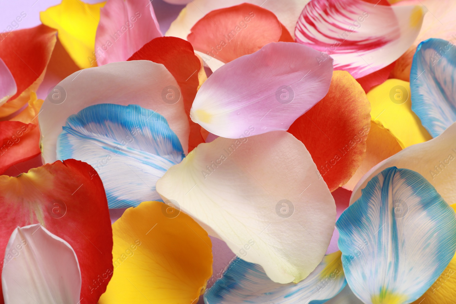 Photo of Pile of colorful petals as background, closeup