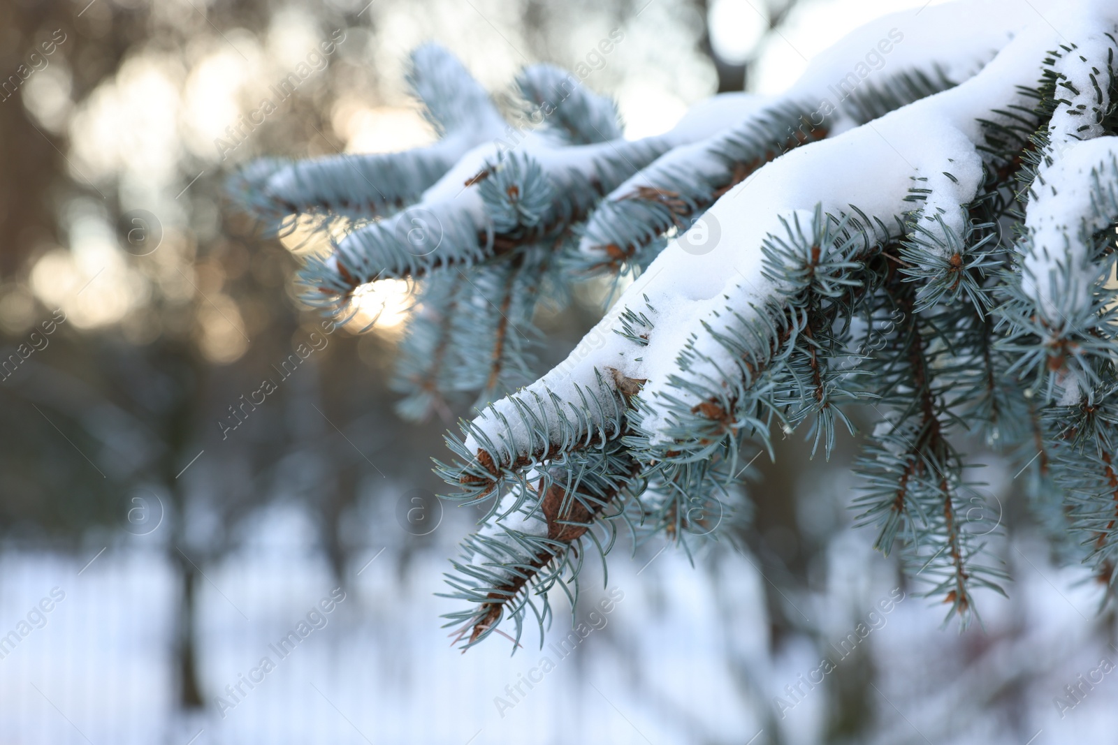 Photo of Fir tree branches covered with snow in winter park, closeup. Space for text