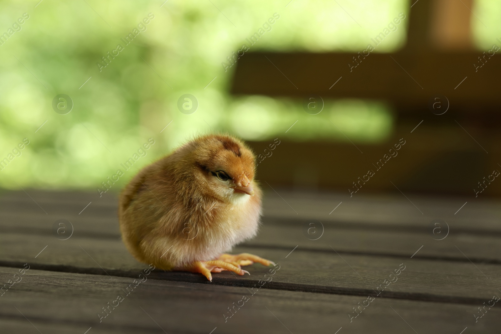 Photo of Cute chick on wooden surface outdoors, closeup with space for text. Baby animal