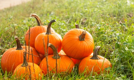 Many ripe orange pumpkins on green grass outdoors, space for text