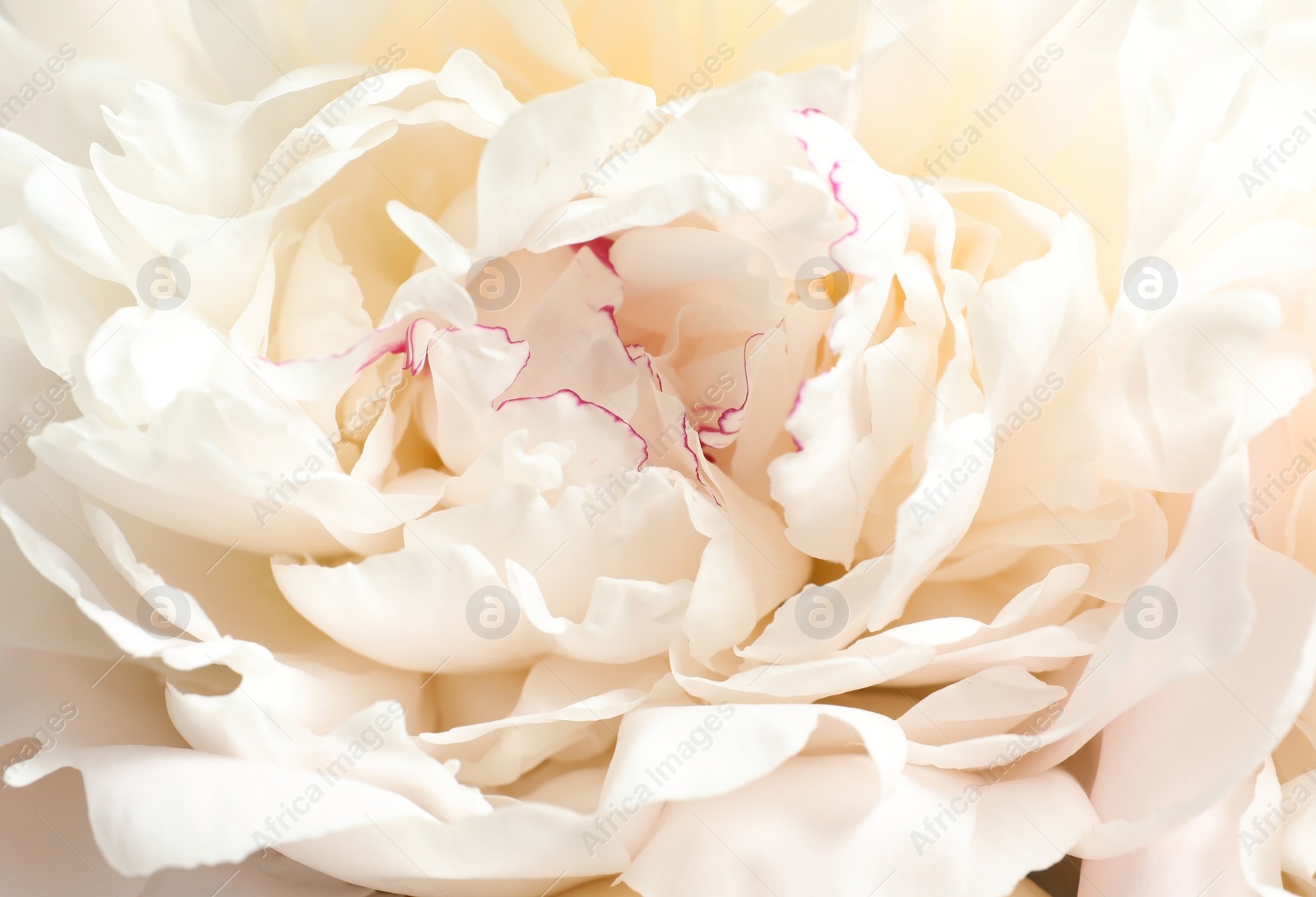 Photo of Beautiful blooming peony flower as background, closeup