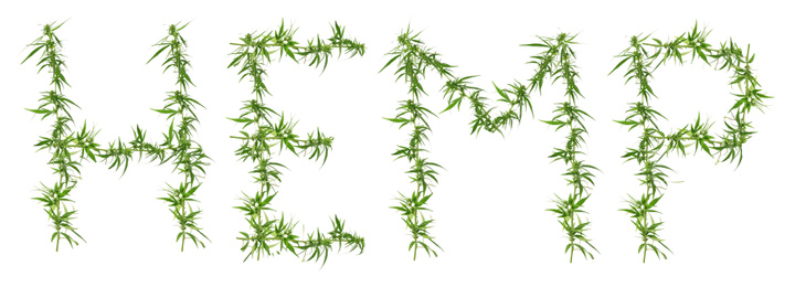 Image of Word hemp made of green plants on white background, banner design
