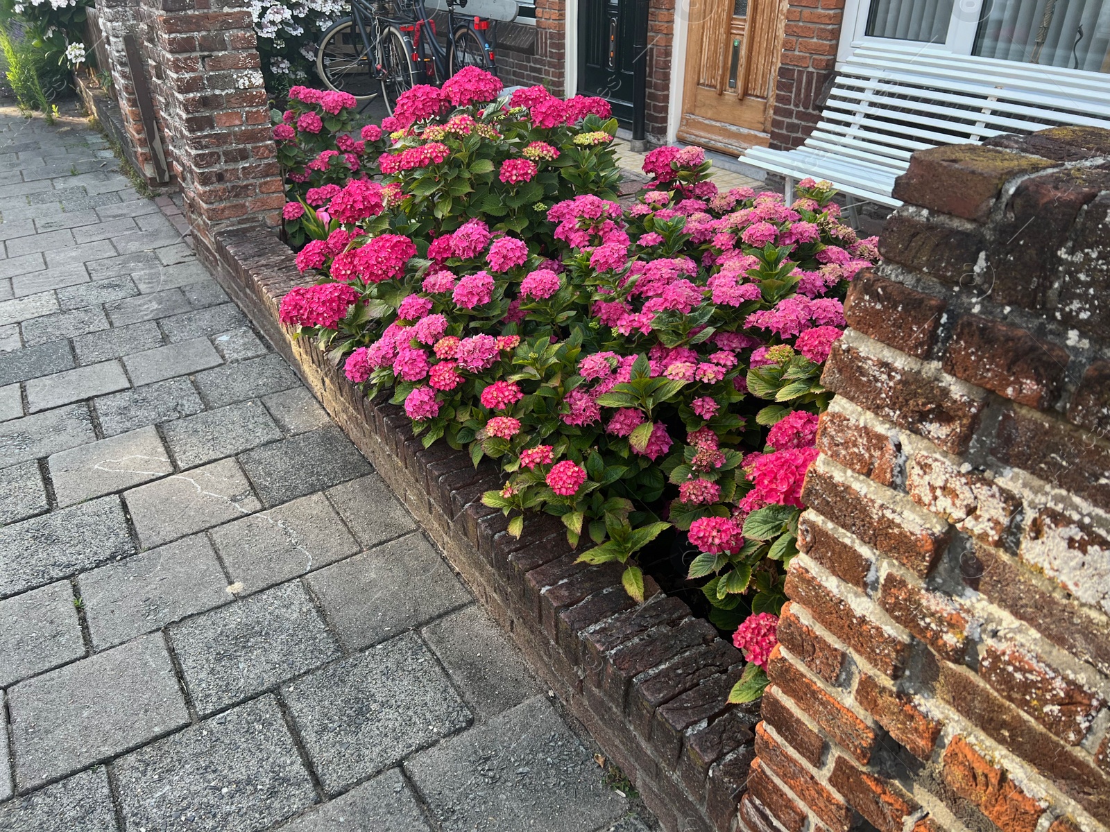 Photo of Beautiful hortensia plants with colorful flowers growing outdoors