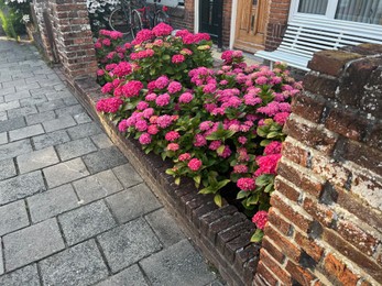 Photo of Beautiful hortensia plants with colorful flowers growing outdoors