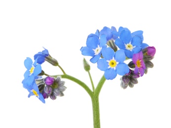 Photo of Amazing spring forget-me-not flowers on white background