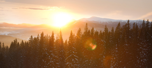 Image of Picturesque view of conifer forest covered with snow at sunset. Banner design