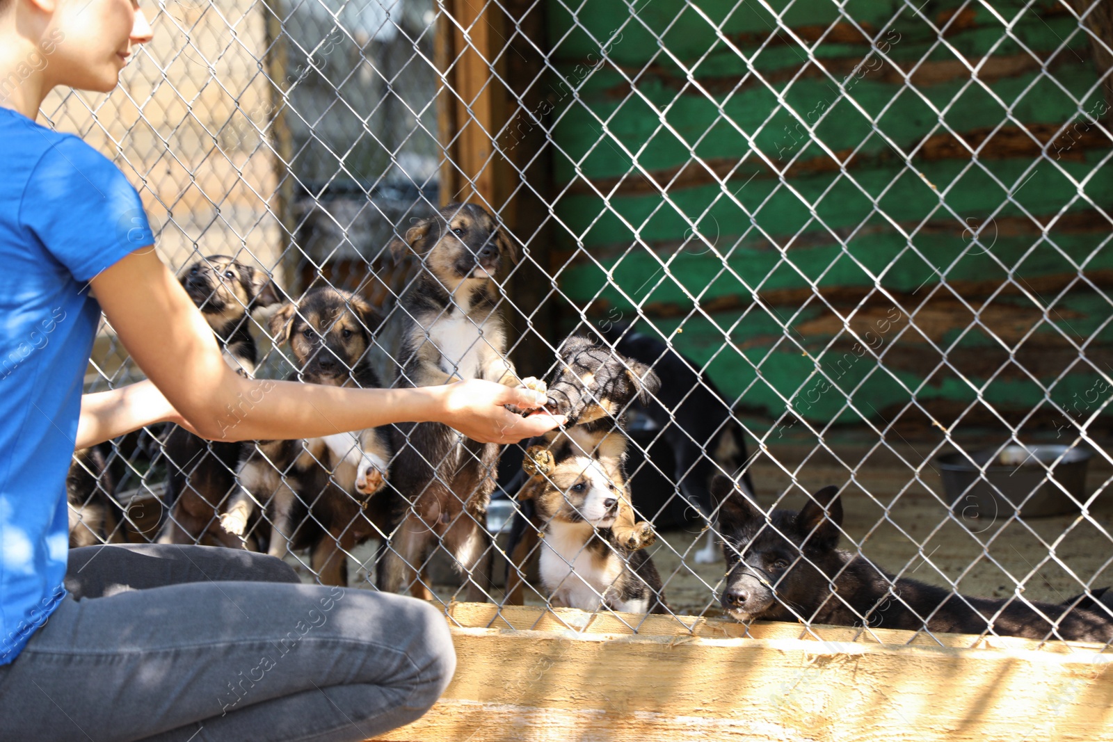 Photo of Woman near cage with homeless dogs in animal shelter, space for text. Concept of volunteering