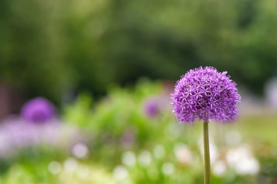 Beautiful giant onion flower on blurred background, closeup. Space for text