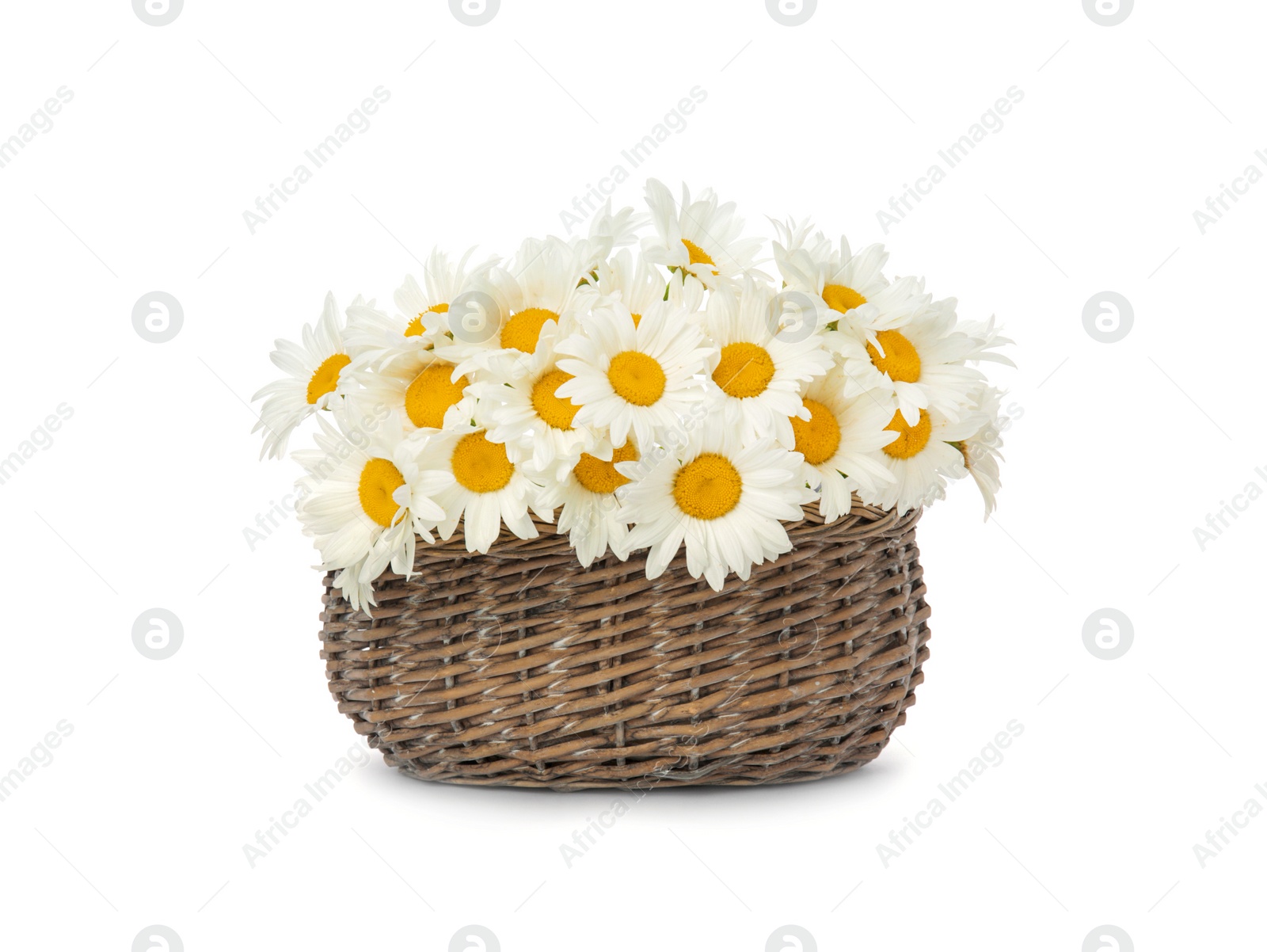 Photo of Wicker basket with beautiful chamomile flowers on white background