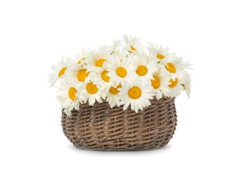 Photo of Wicker basket with beautiful chamomile flowers on white background